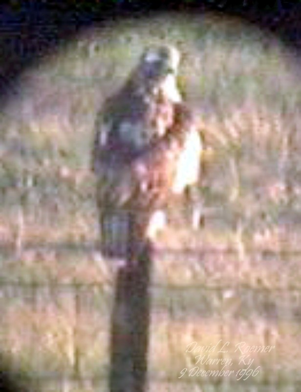 Red-tailed Hawk (Harlan's) - ML619878235