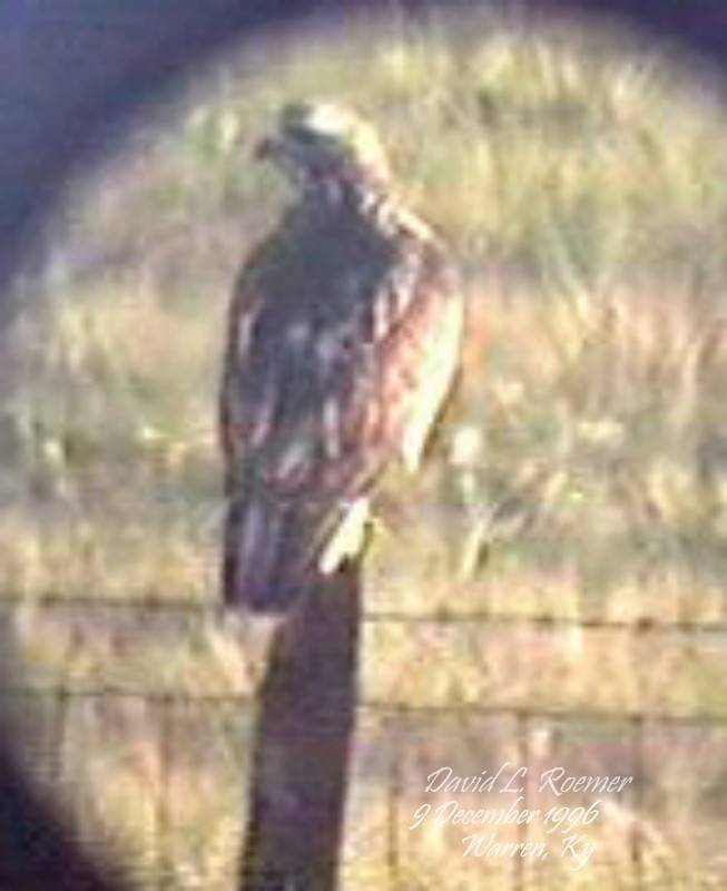 Red-tailed Hawk (Harlan's) - ML619878238