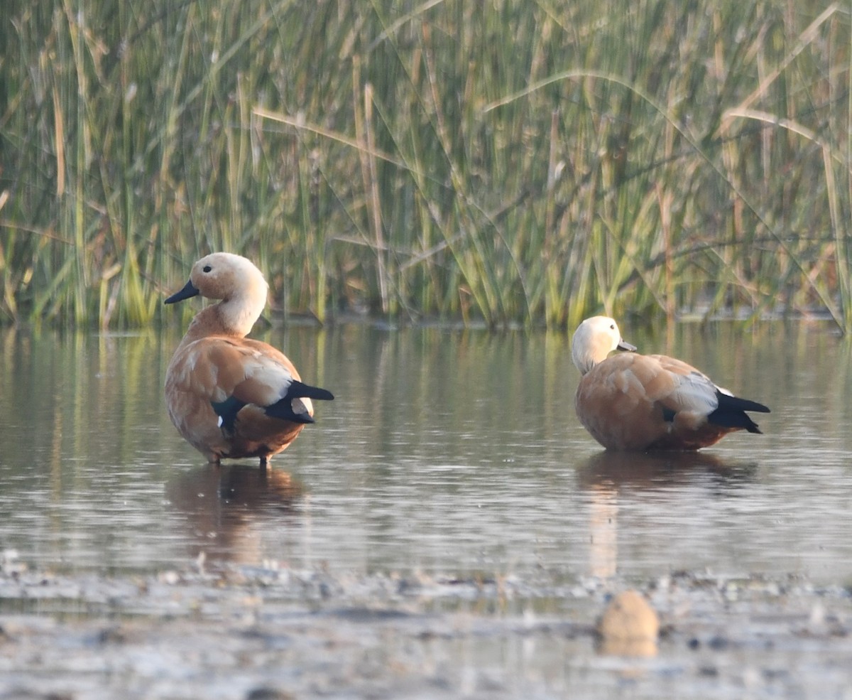 Ruddy Shelduck - ML619878248