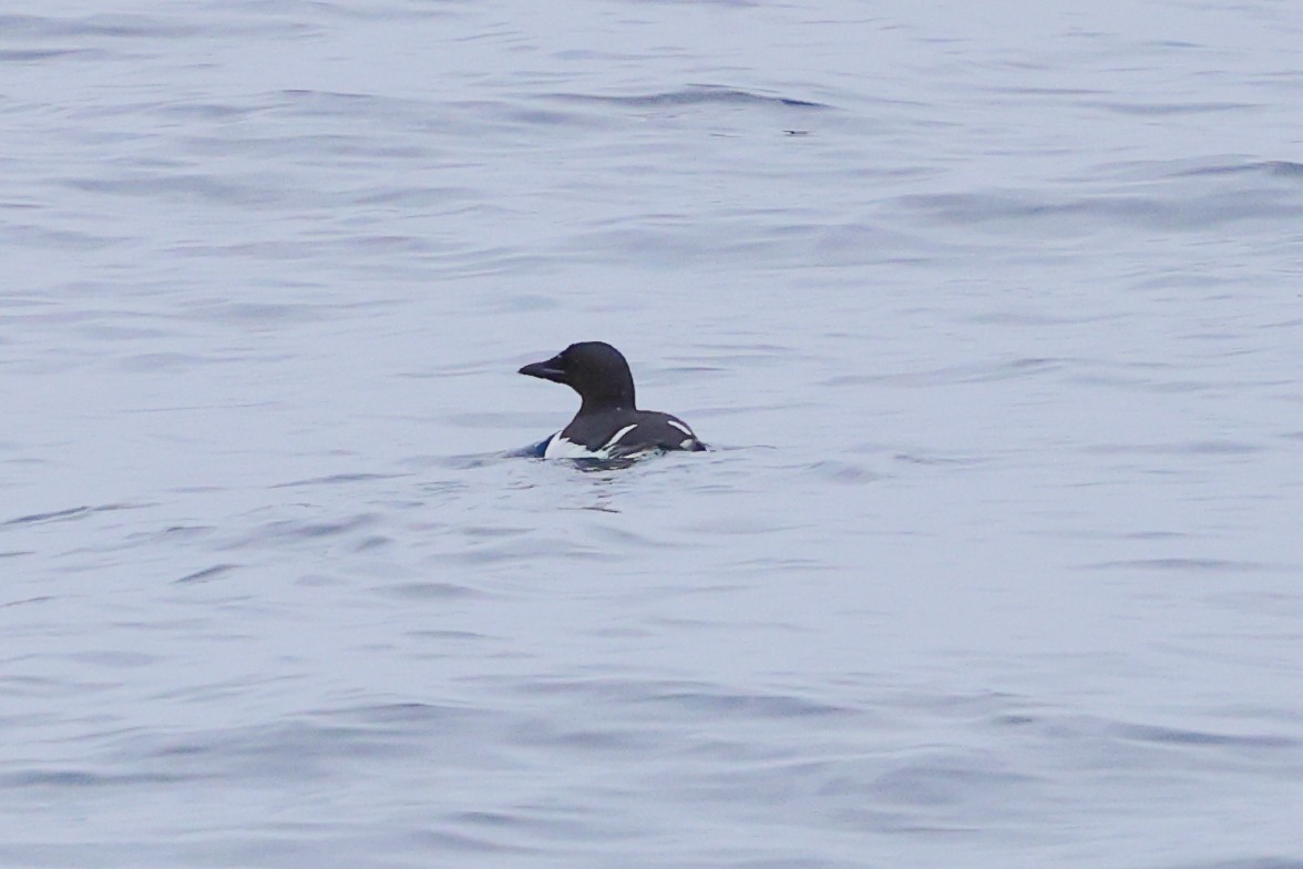 Thick-billed Murre - ML619878252