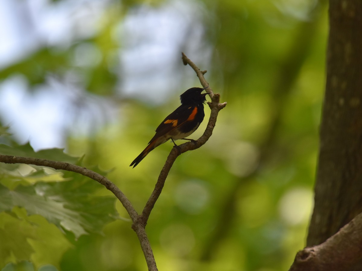 American Redstart - ML619878263