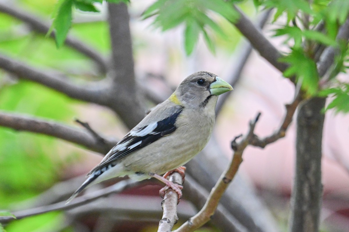 Evening Grosbeak - ML619878271