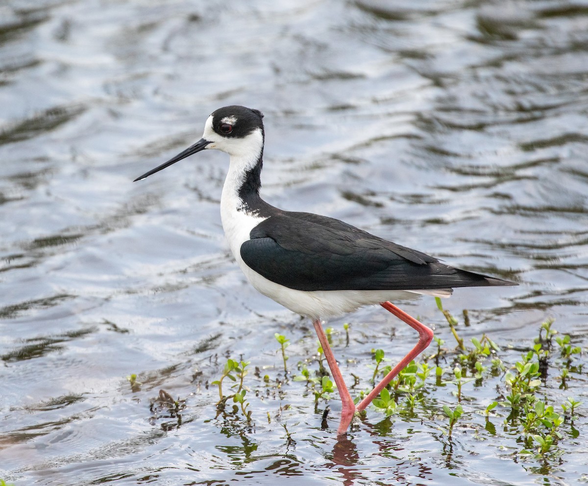 Black-necked Stilt (Black-necked) - ML619878281