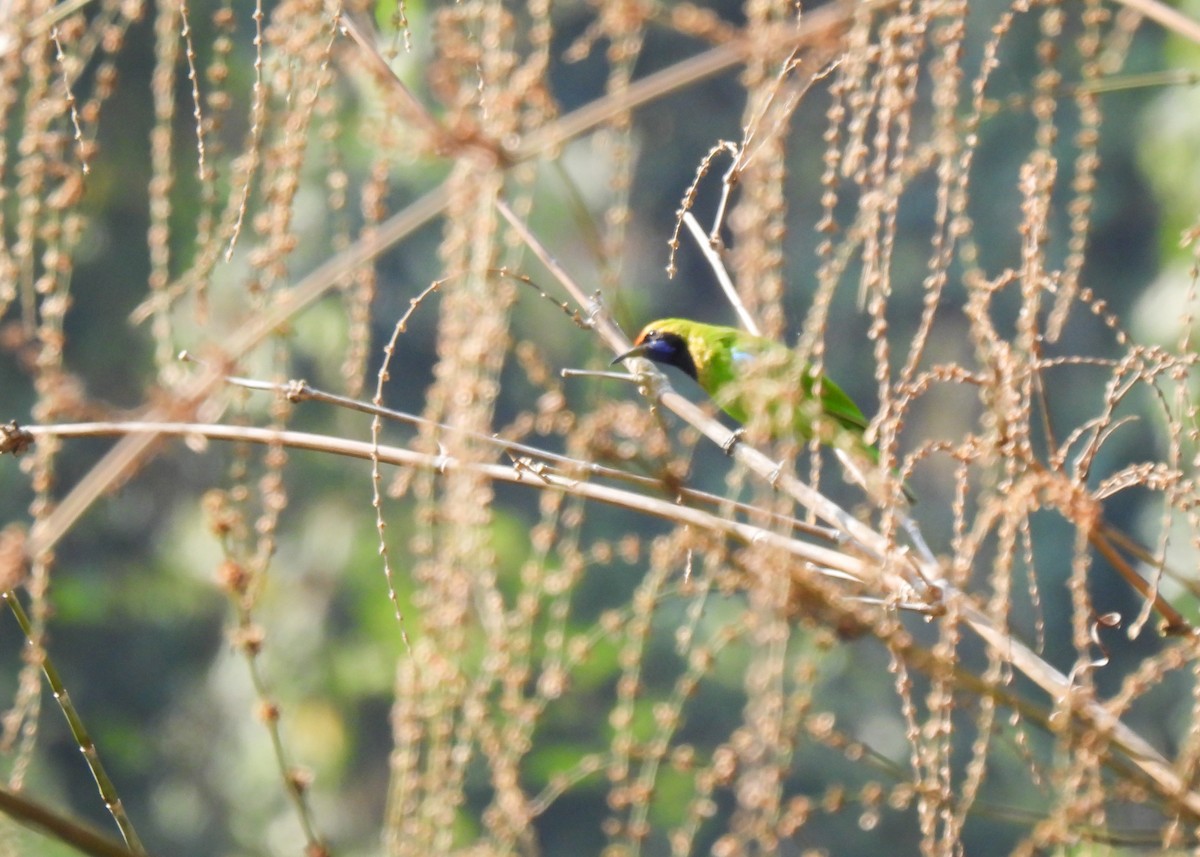 Golden-fronted Leafbird - ML619878295