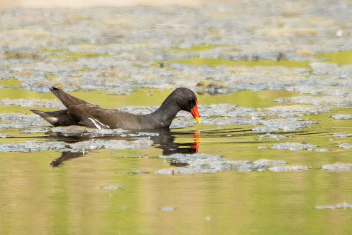 Gallinule poule-d'eau - ML619878301