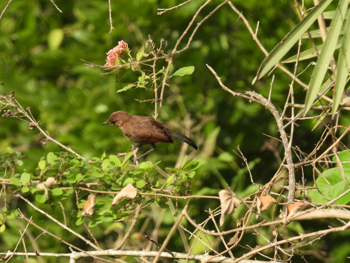 Indian Robin - ML619878313