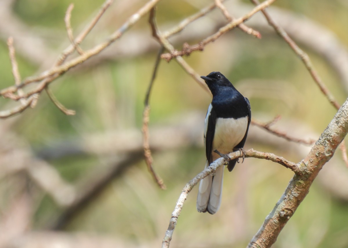 Oriental Magpie-Robin - ML619878315