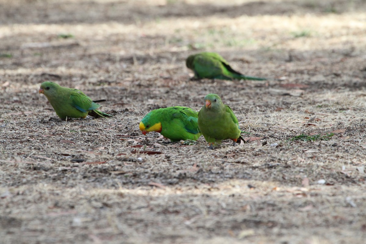 Superb Parrot - ML619878318