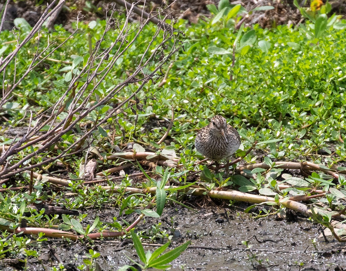 Pectoral Sandpiper - ML619878324