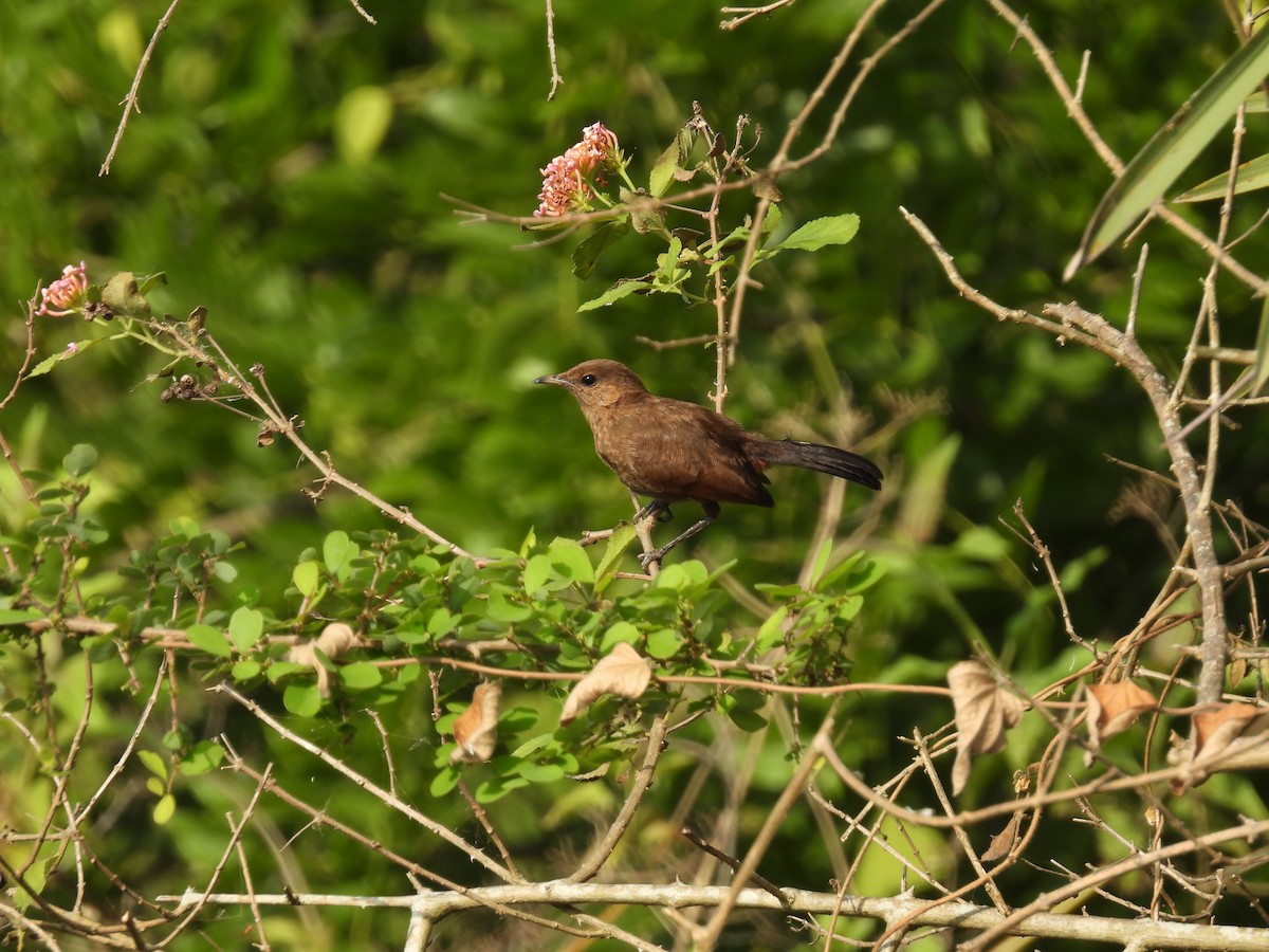 Indian Robin - ML619878331