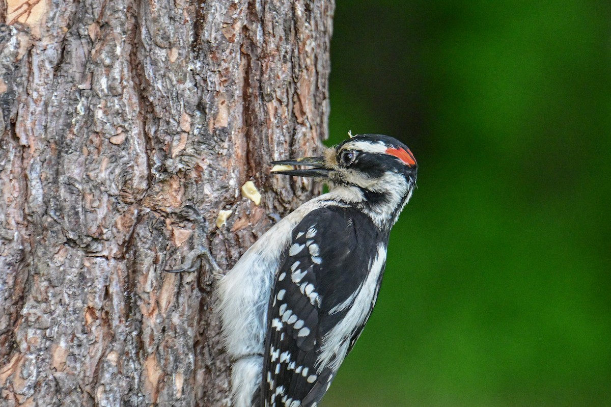 Hairy Woodpecker - ML619878339