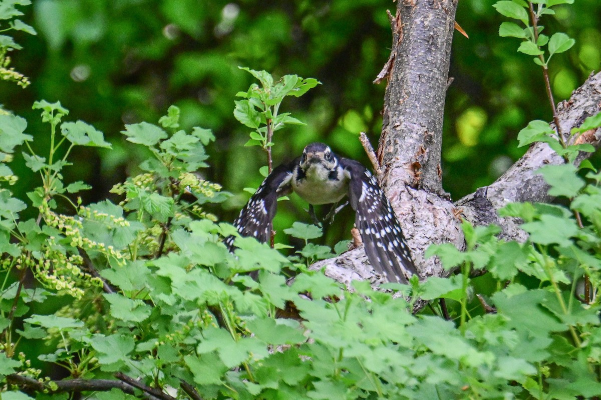 Hairy Woodpecker - ML619878343