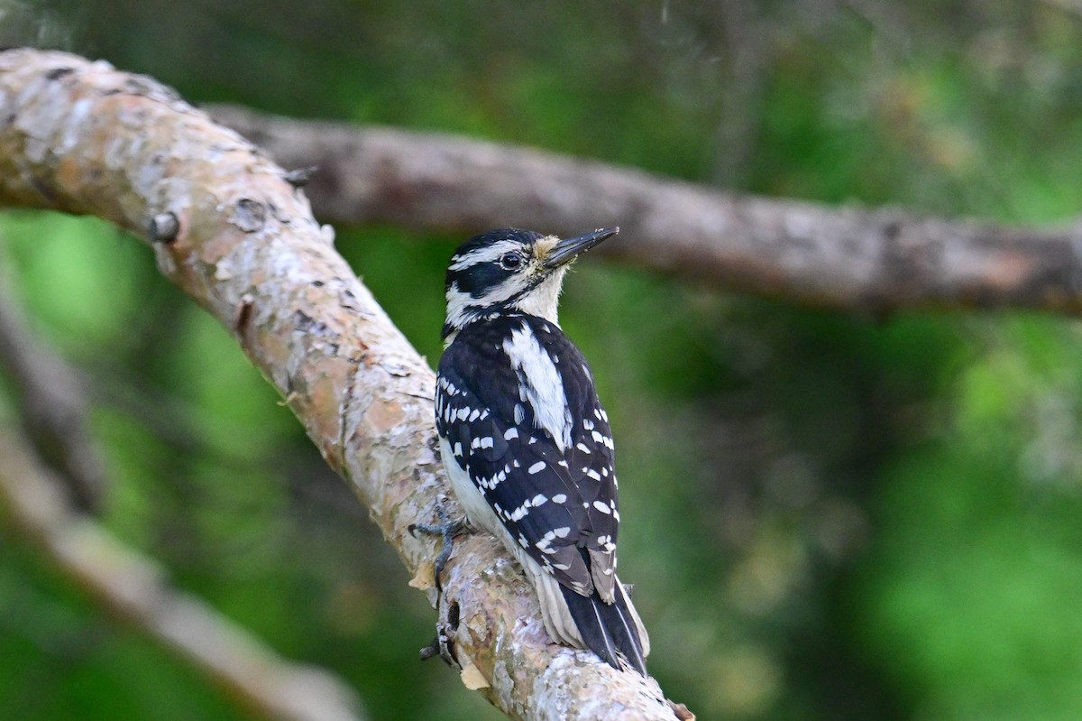 Hairy Woodpecker - ML619878347