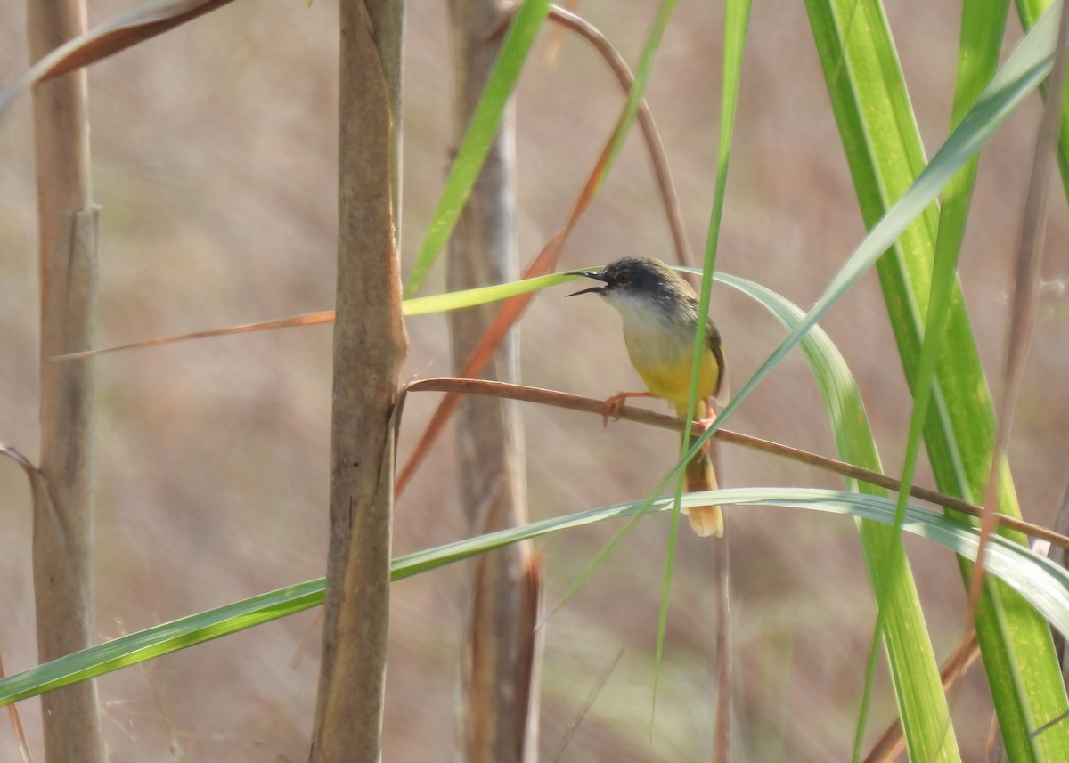 Prinia Ventriamarilla - ML619878355