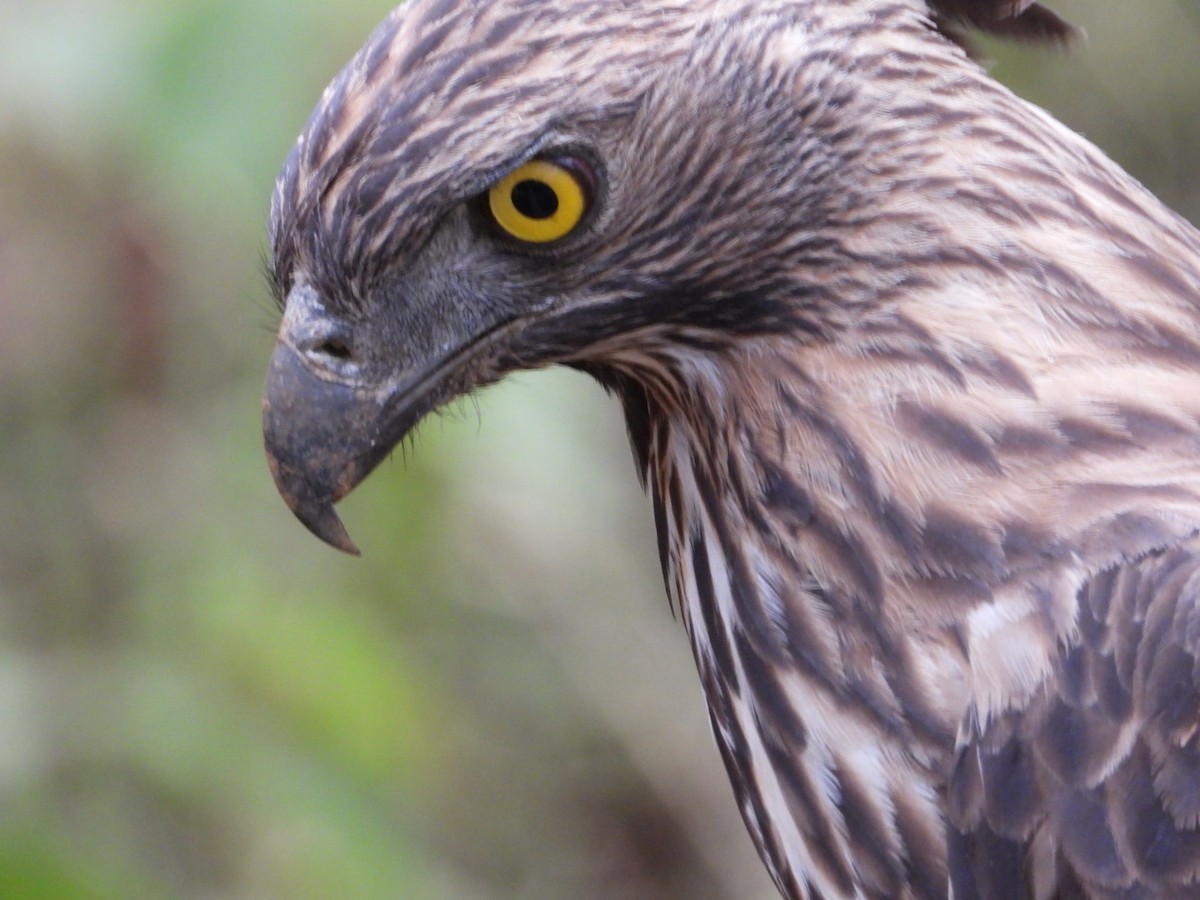 Changeable Hawk-Eagle - ML619878357