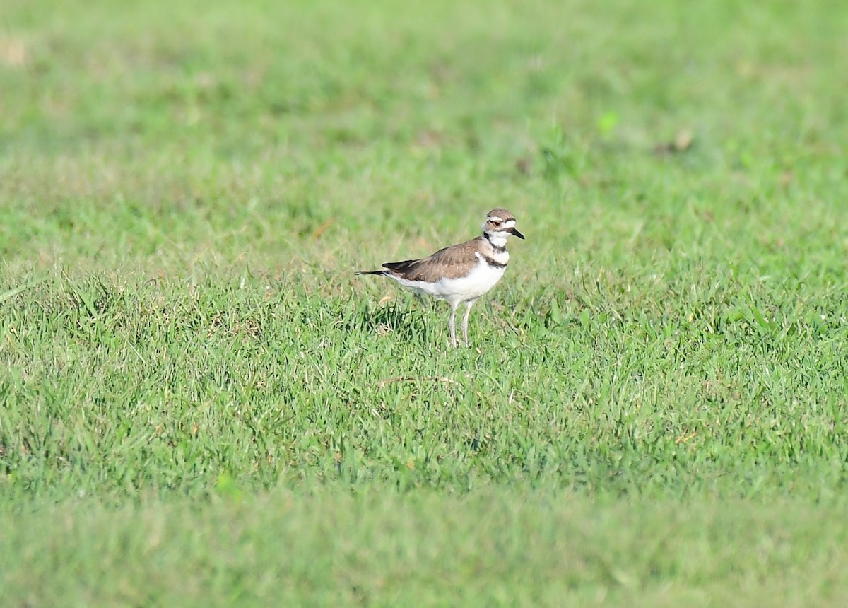 Killdeer - ML619878365