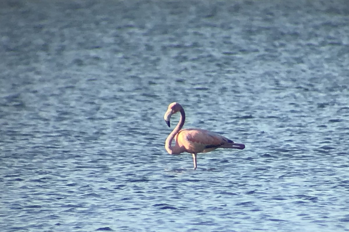 American Flamingo - ML619878376