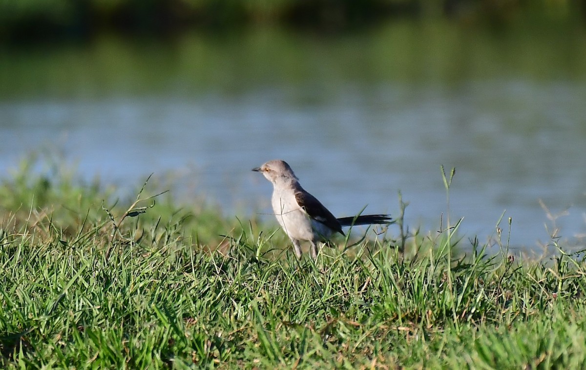 Northern Mockingbird - ML619878377