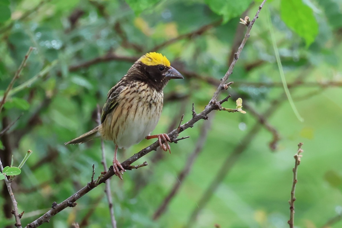 Streaked Weaver - ML619878384