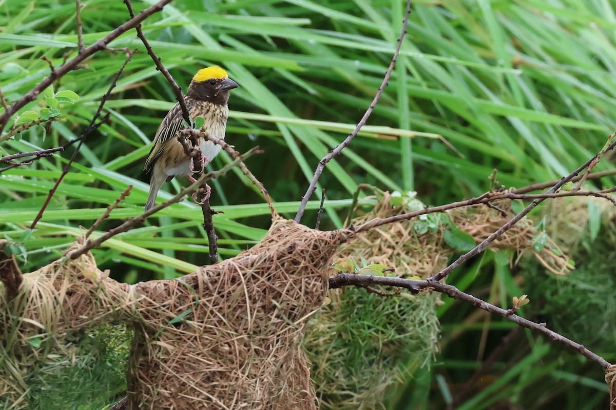 Streaked Weaver - ML619878385