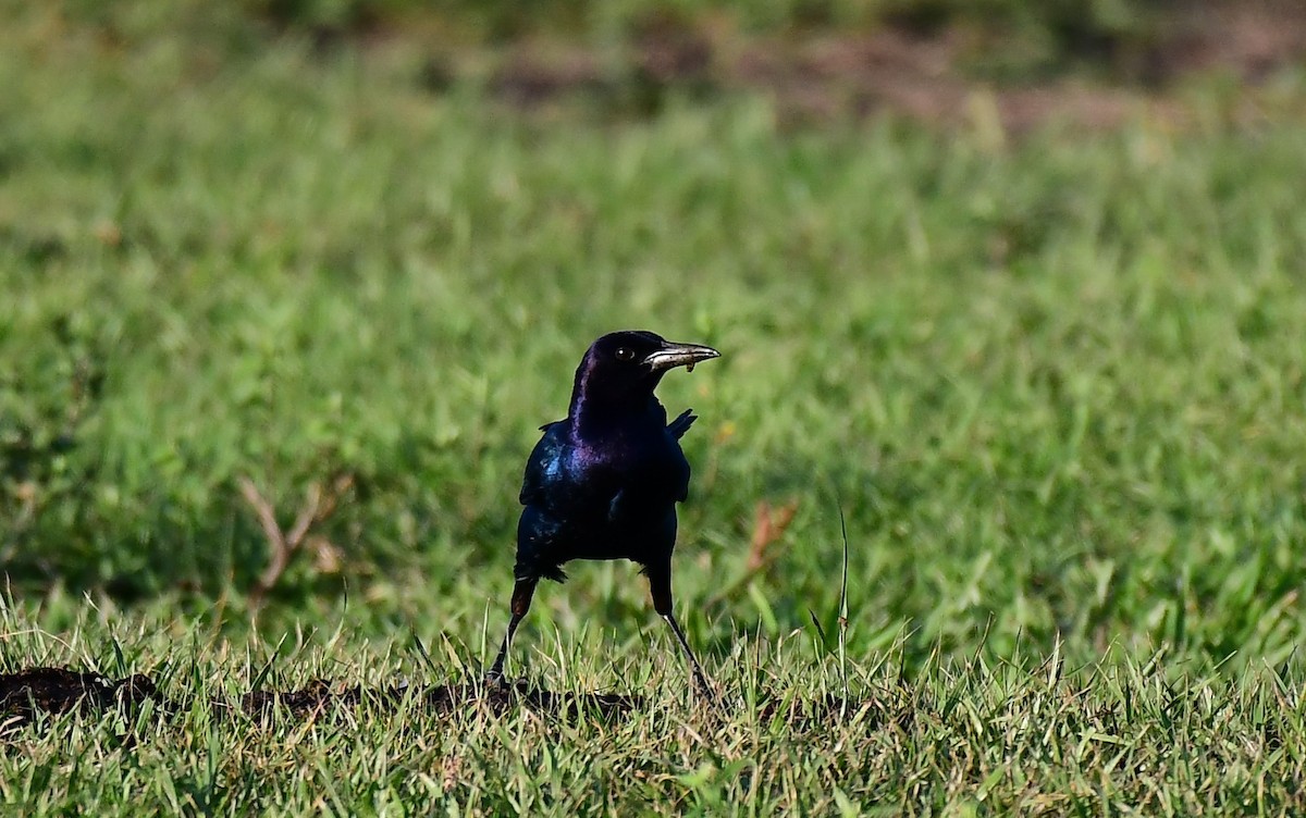 Boat-tailed Grackle - ML619878387