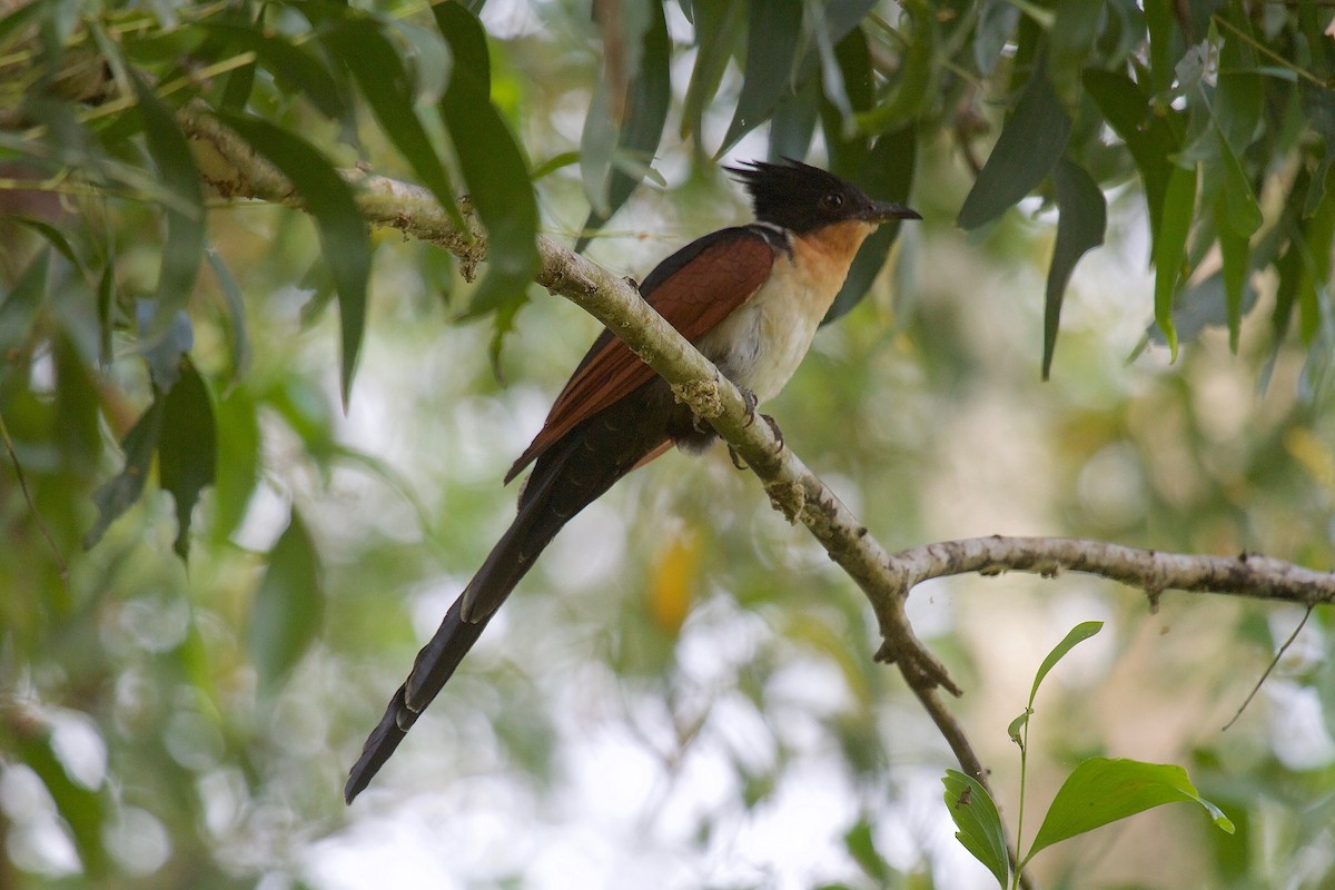 Chestnut-winged Cuckoo - ML619878392