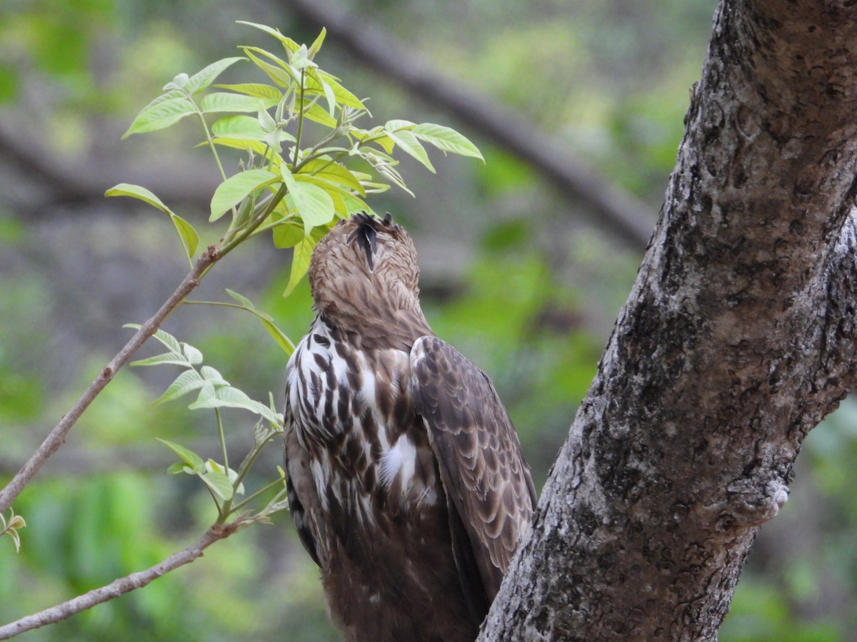 Changeable Hawk-Eagle - ML619878411