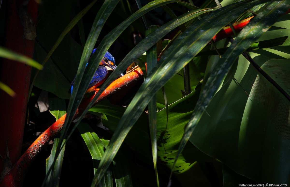 Blue-eared Kingfisher - ML619878416