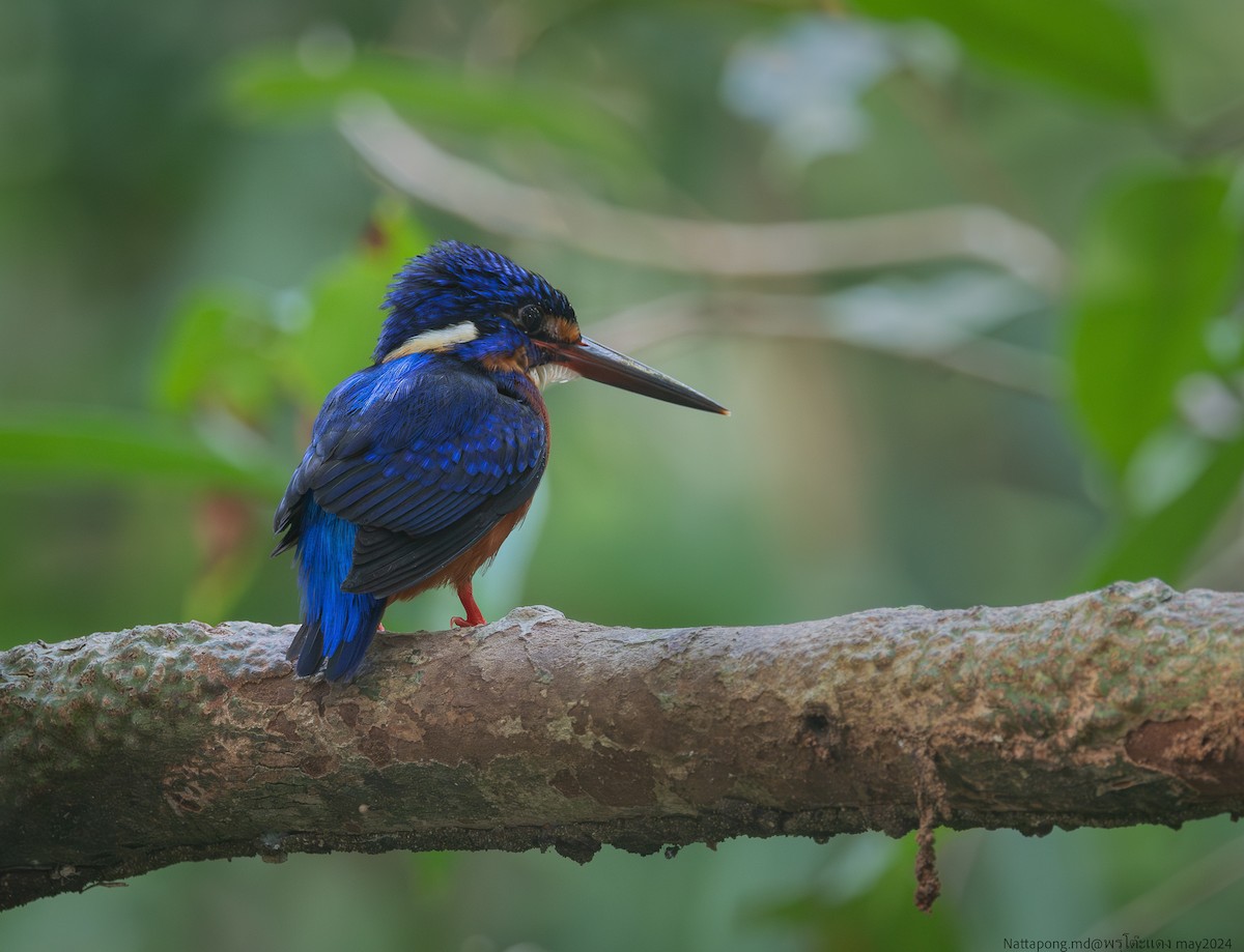 Blue-eared Kingfisher - ML619878417