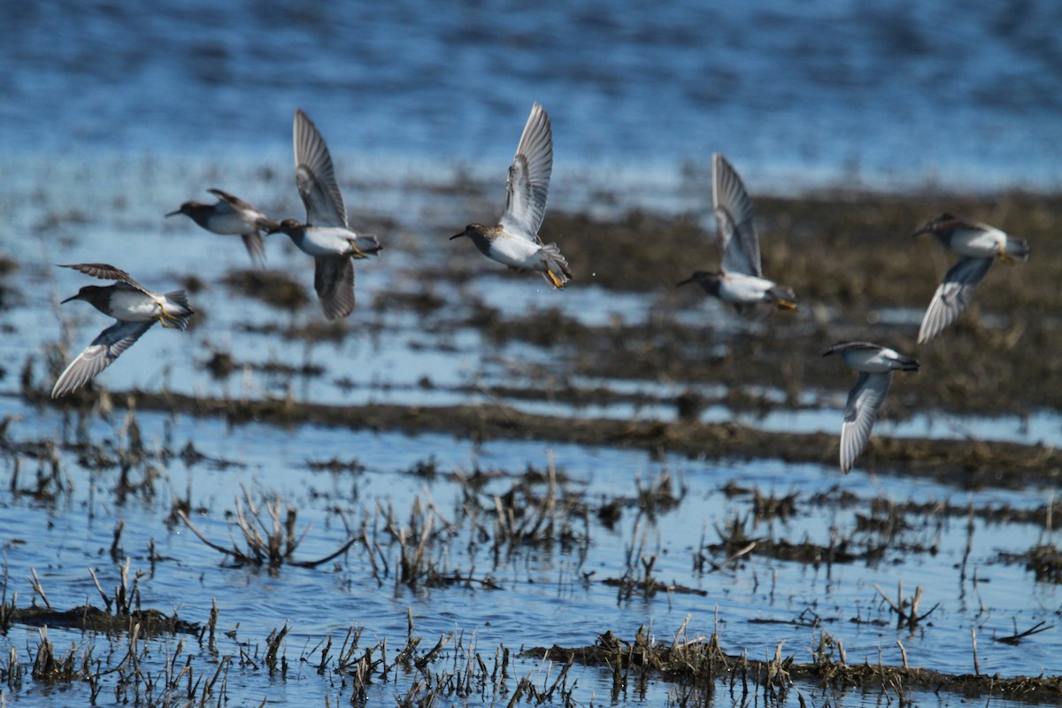 Pectoral Sandpiper - ML619878419