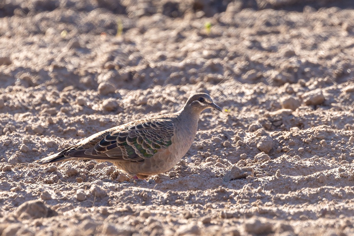 Common Bronzewing - ML619878420