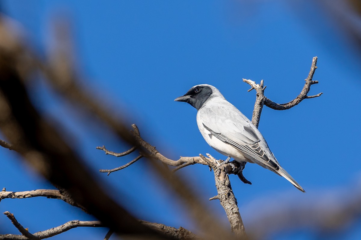 Black-faced Cuckooshrike - ML619878424