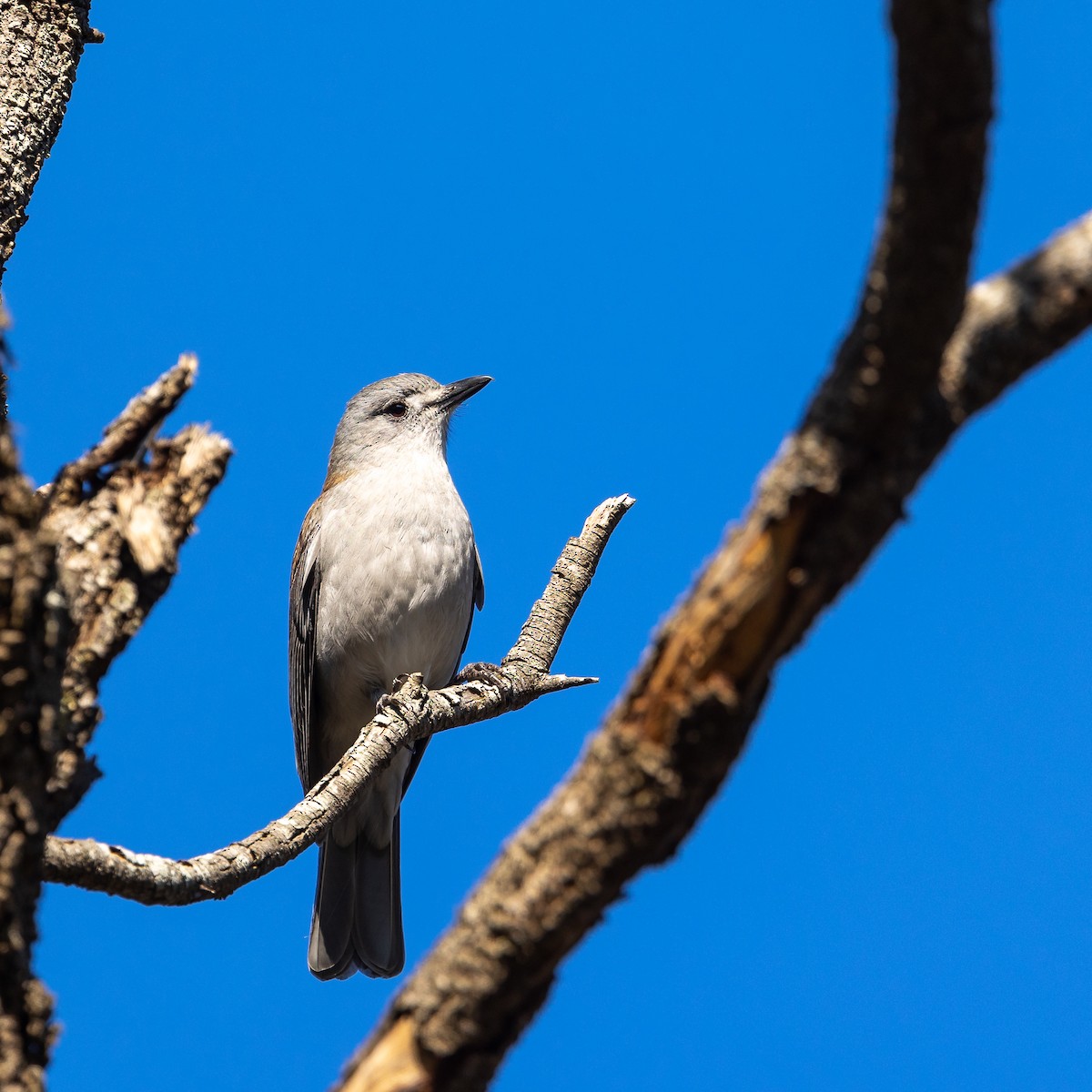 Gray Shrikethrush - ML619878429