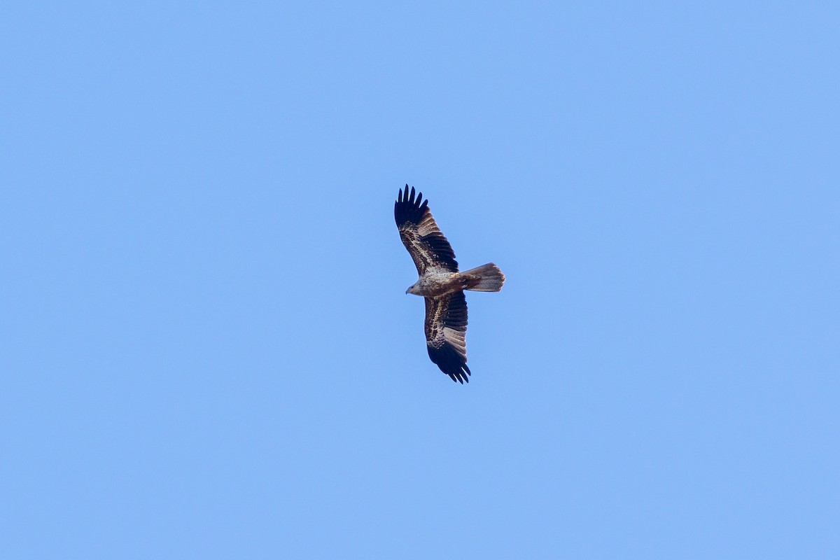 Whistling Kite - Graham Possingham