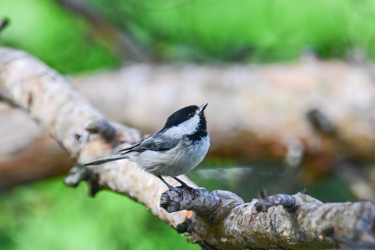 Black-capped Chickadee - ML619878432