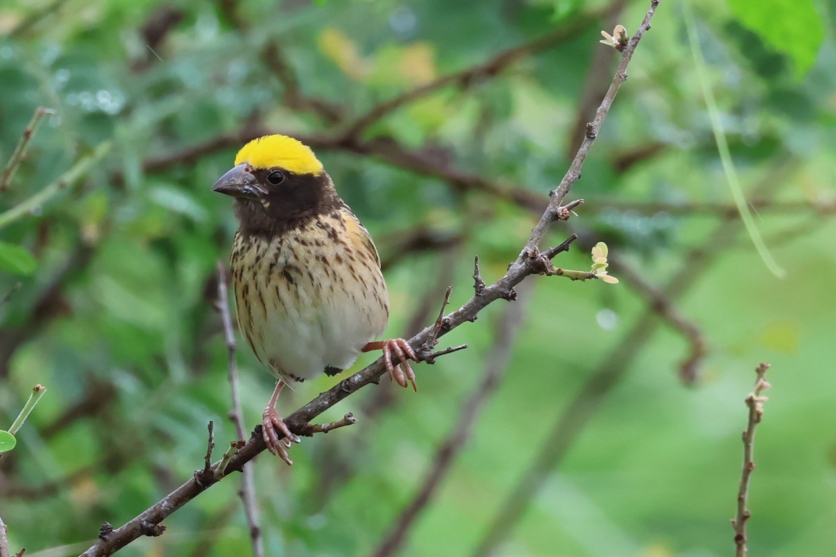 Streaked Weaver - ML619878433