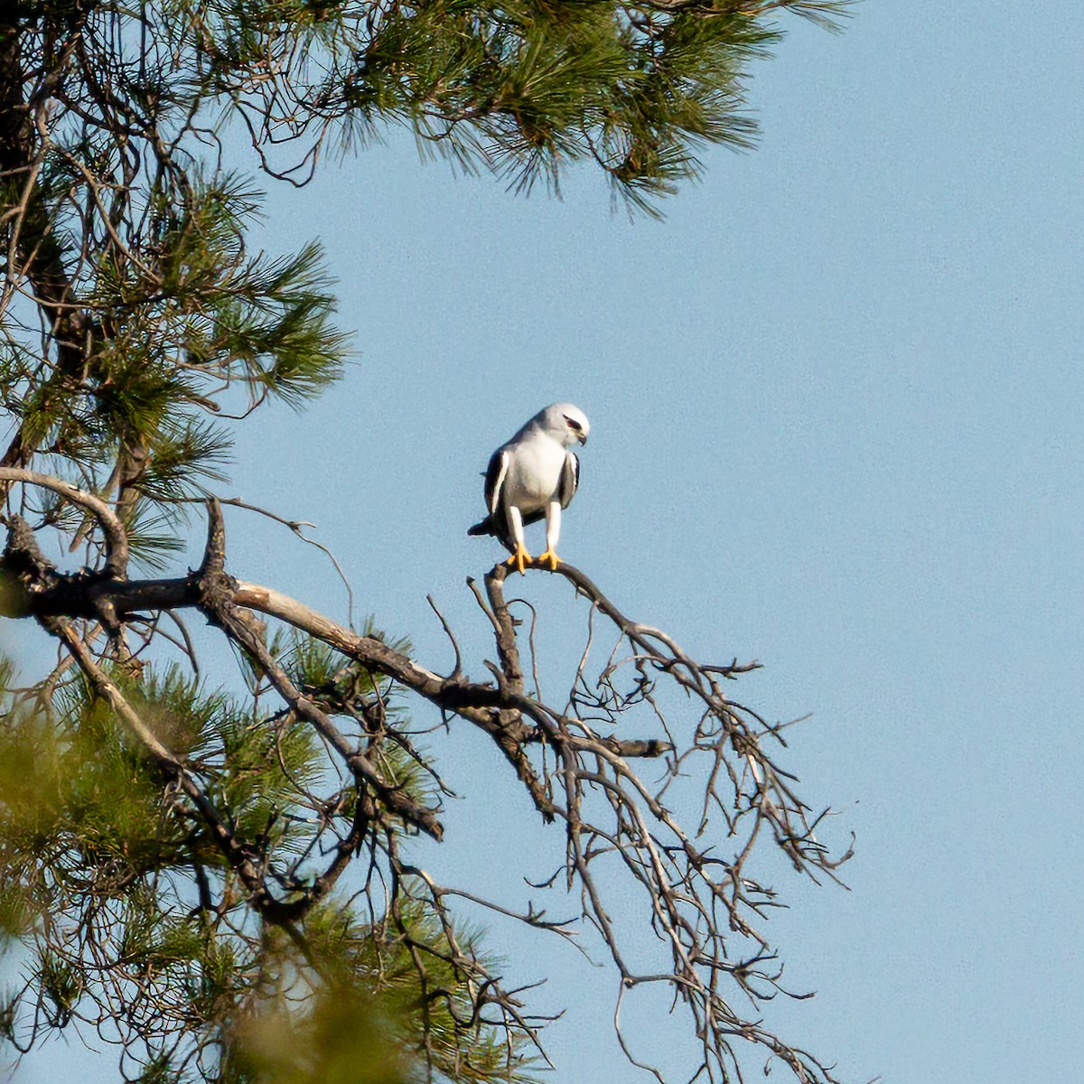 Black-shouldered Kite - ML619878437