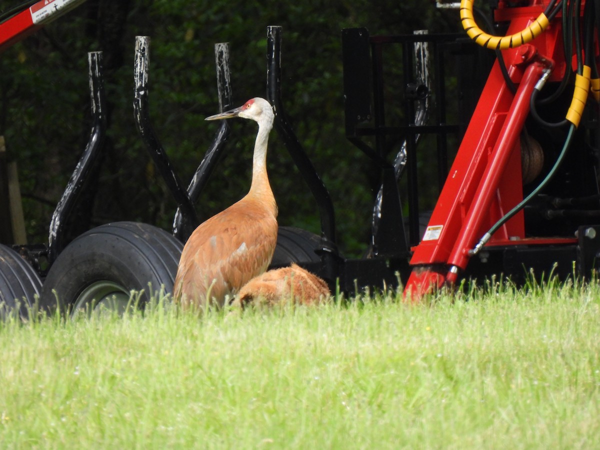 Sandhill Crane - ML619878453