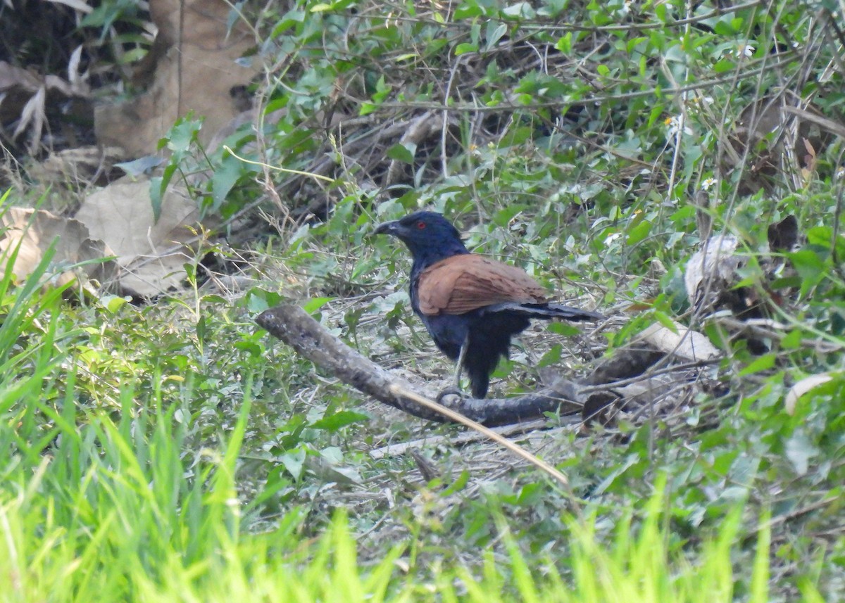 Greater Coucal - ML619878461