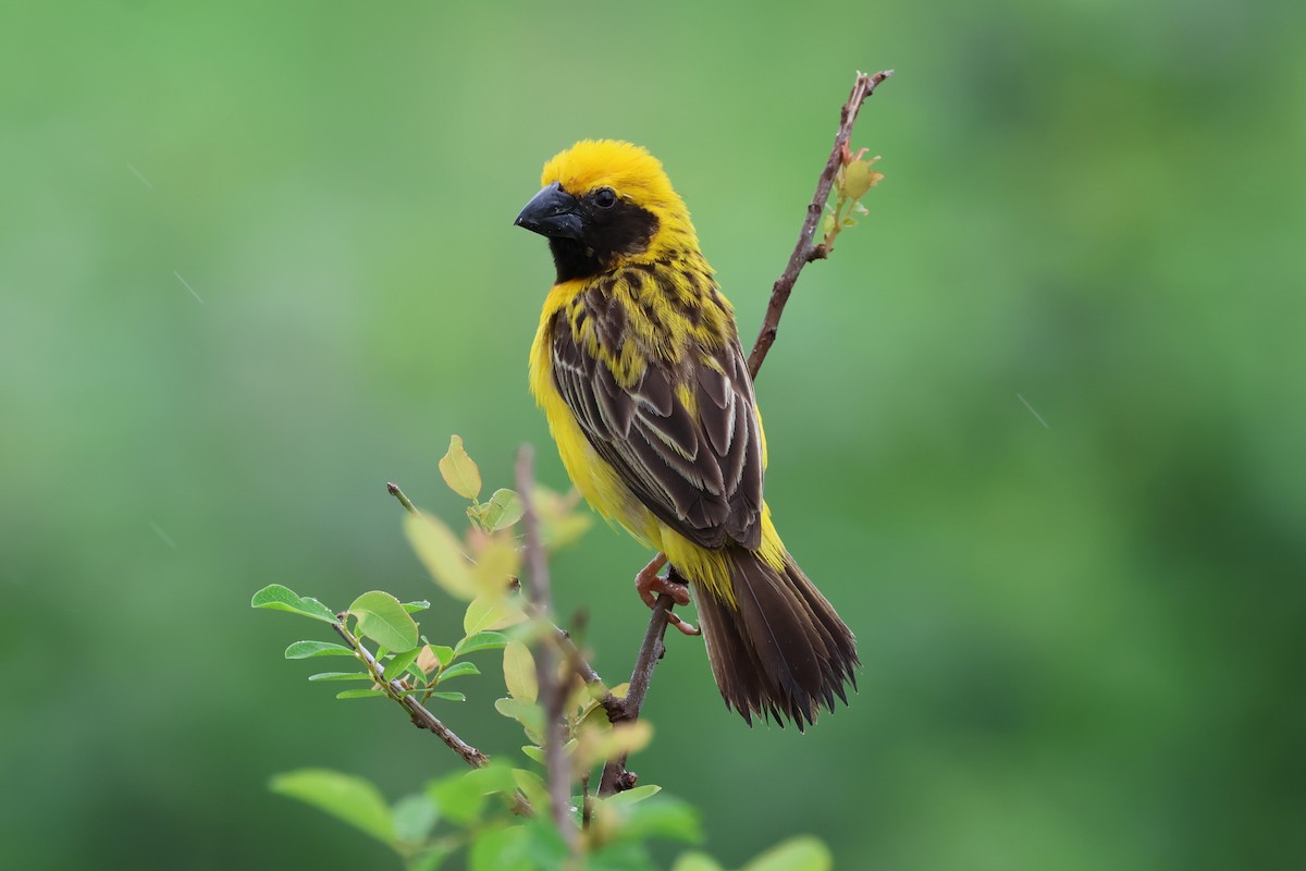 Asian Golden Weaver - ML619878462