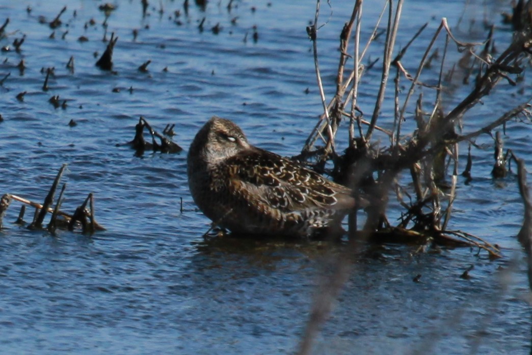 Long-billed Dowitcher - ML619878465