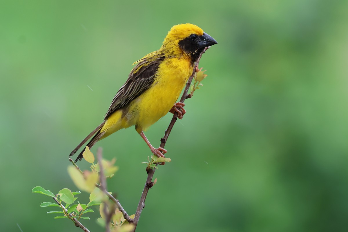 Asian Golden Weaver - ML619878468