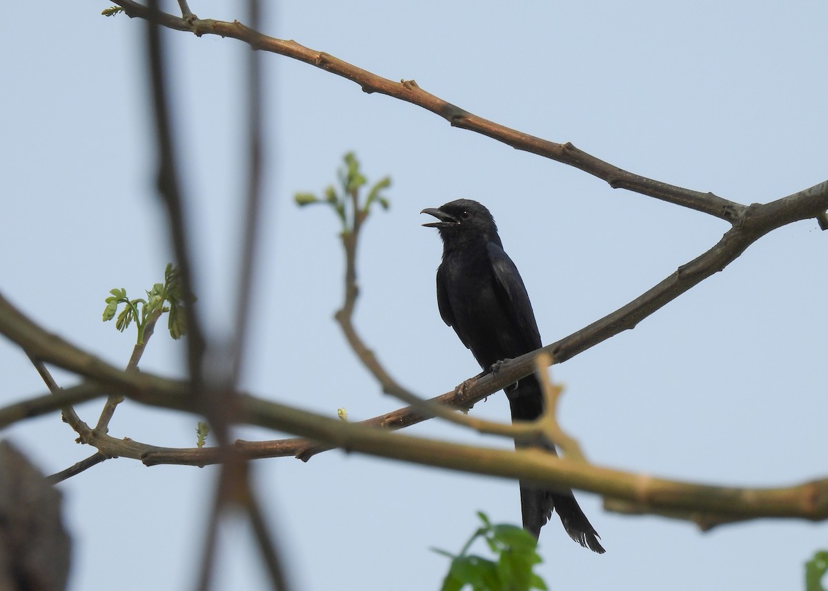 Black Drongo - ML619878472