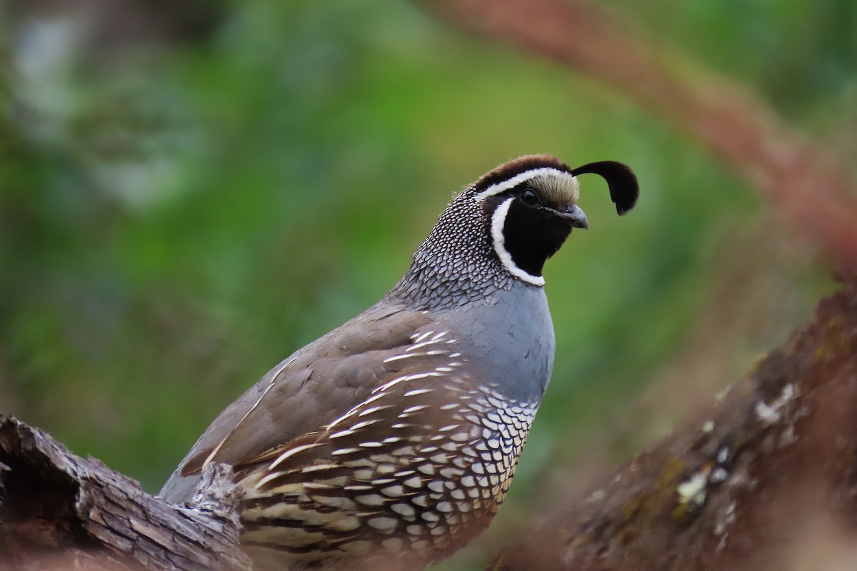 California Quail - ML619878480