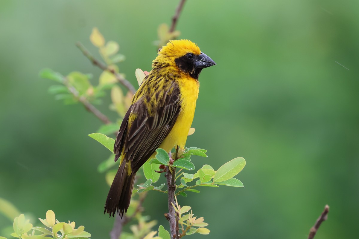 Asian Golden Weaver - ML619878481