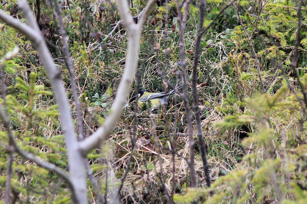 Great Tit - ML619878503