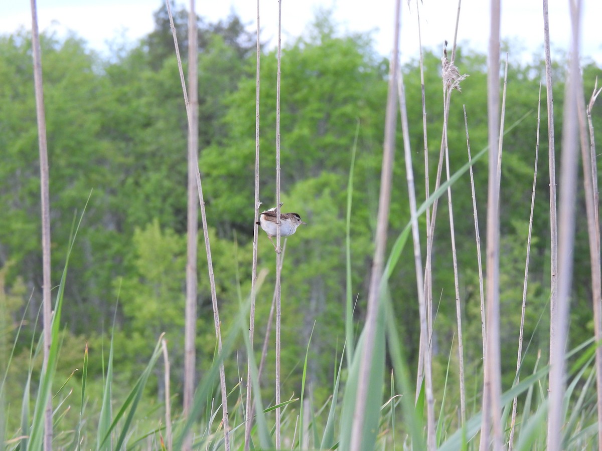 Marsh Wren - ML619878508