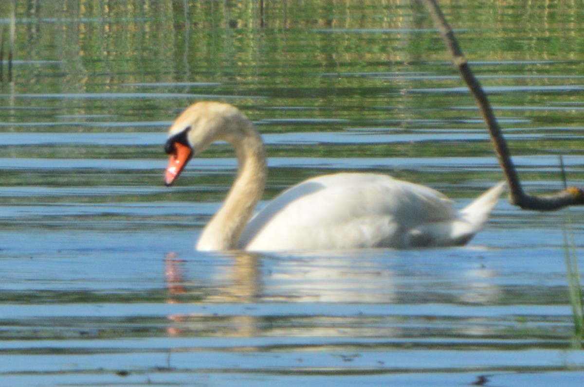 Mute Swan - ML619878512