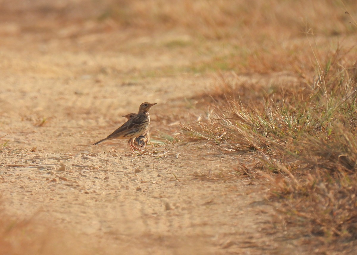 Red-throated Pipit - ML619878521
