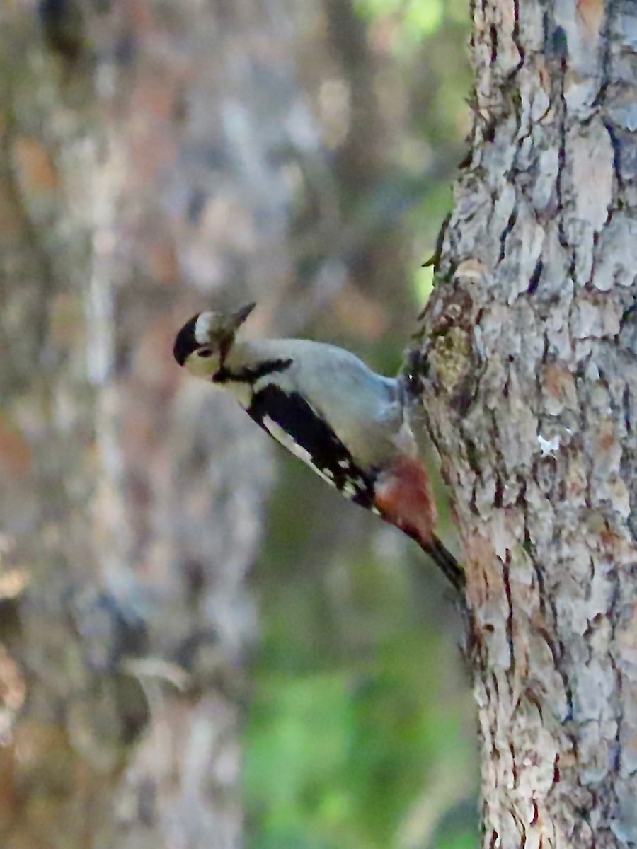 Syrian Woodpecker - ML619878527